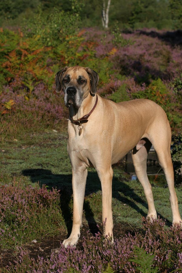 great dane fawn colour