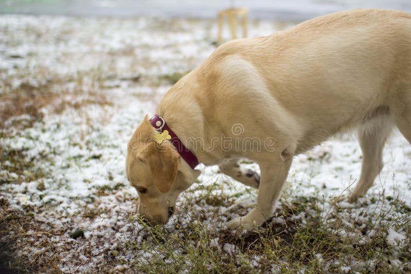 Fawn Labrador Retriever with a red collar sniffs the first snow, outdoor. Fawn Labrador Retriever with a red collar sniffs the first snow on the street stock photos Fawn Labrador Retriever with a red collar sniffs the first snow, outdoor. Fawn Labrador Retriever with a red collar sniffs the first snow on the street stock photos