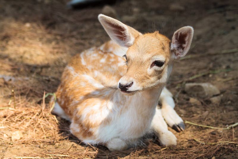 Fawn in the National Park of Thassos Stock Image - Image of color, deer ...