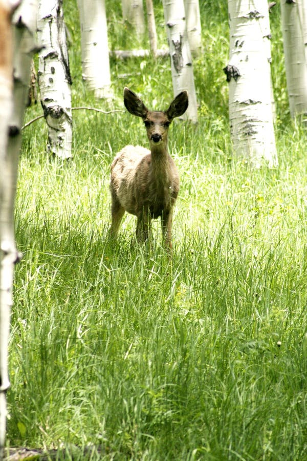Fawn in aspen forrest in colorado mountains. Fawn in aspen forrest in colorado mountains