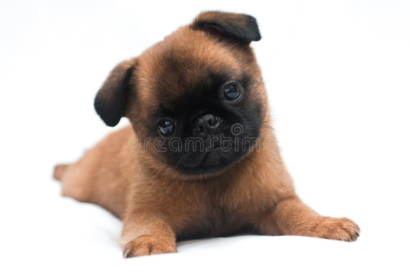 A Fawn Puppy of the Breed Piti Brabancon Lies on White Background Stock Photo - Image of lying, calm: 166391202
