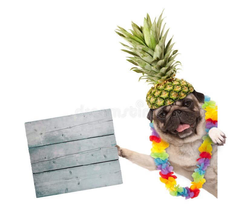 Faz correria o cão do pug do verão com a festão havaiana da flor e o chapéu do abacaxi, guardando o sinal de madeira, isolado no