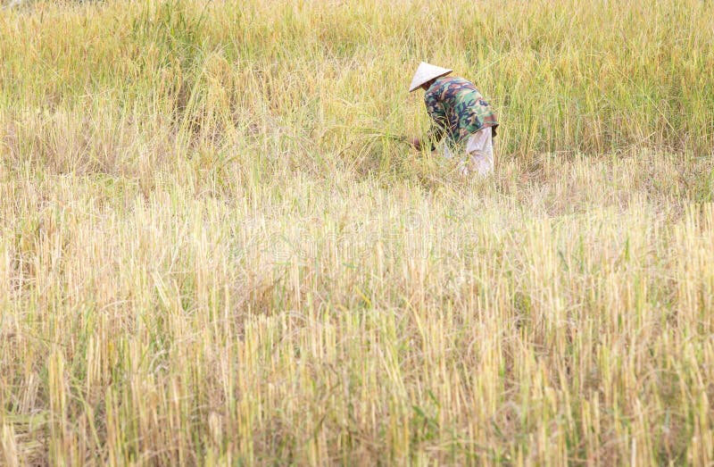 Fazendeiro asiático Harvest dos povos do campo do arroz na colheita da estação imagens de stock Fazendeiro asiático Harvest dos povos do campo do arroz na colheita da estação imagens de stock