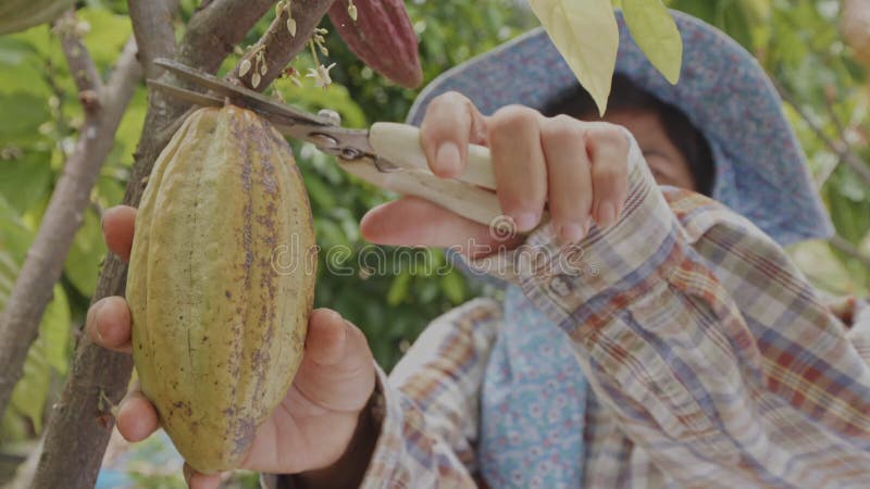 Fazendeiro asiático usa poda de poda de cacau cortada em lento movimento na fazenda cacaueira