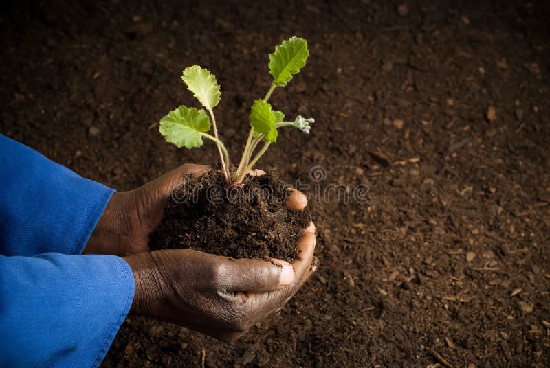Fazendeiro do americano africano com planta nova
