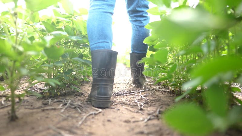 Fazendeiro percorre um campo de soja. conceito de empresa agrícola. fazendeiro de botas caminha ao longo do caminho