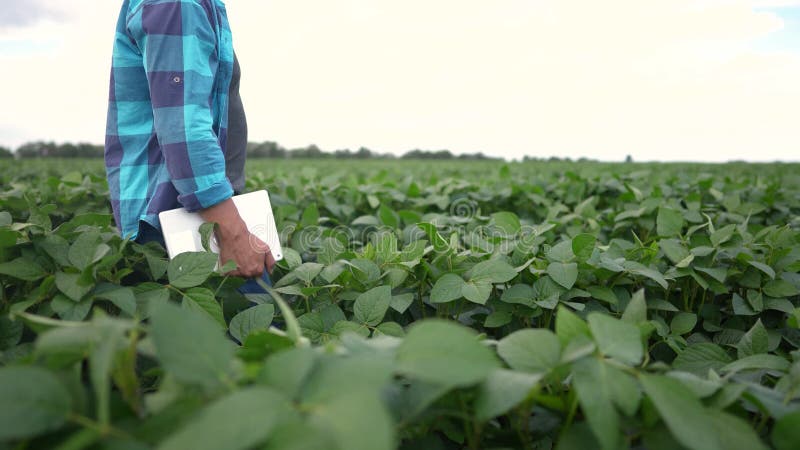 Fazendeiro percorre um campo de soja. conceito de empresa agrícola. fazendeiro caminha entre as filas de soja com um