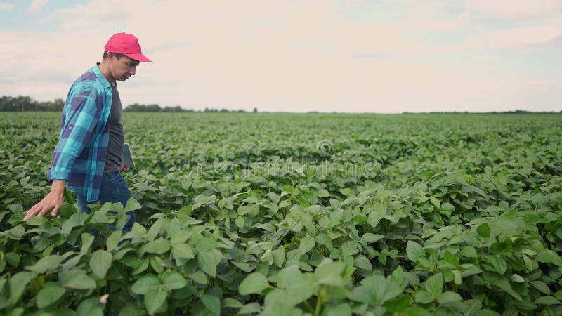 Fazendeiro percorre um campo de soja. conceito de empresa agrícola. fazendeiro caminha entre as fileiras do estilo de vida