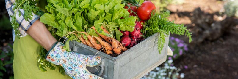 fazendeiro que mantém a caixa completa de vegetais recentemente colhidos em seu jardim Bio conceito caseiro do produto Vida suste