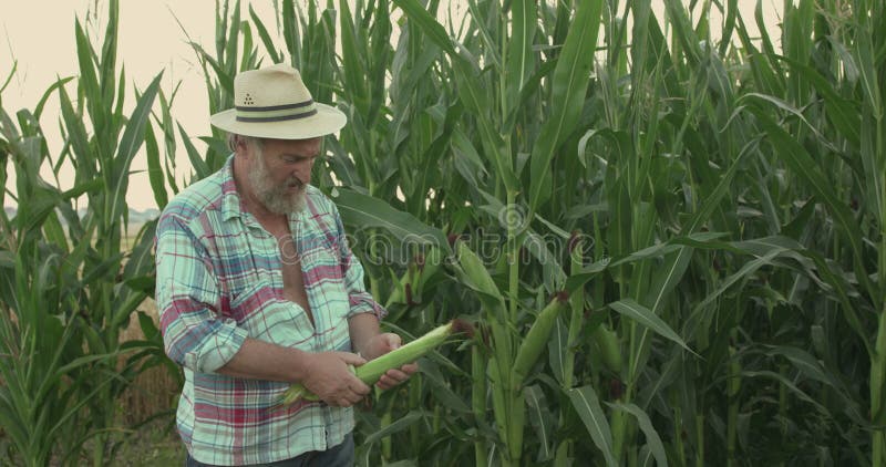 Fazendeiro sênior detém a espiga do milho e examina o campo