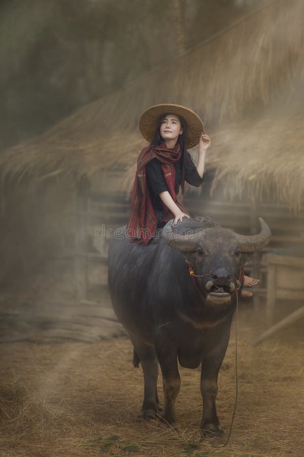 Fazendeiro tailandês da mulher asiática que senta-se em um búfalo no campo foto de stock Fazendeiro tailandês da mulher asiática que senta-se em um búfalo no campo foto de stock