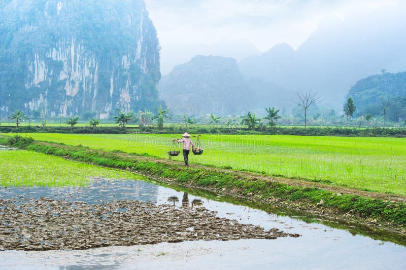 Fazendeiro vietnamiano que trabalha no campo do arroz Ninh Binh, Vietnam