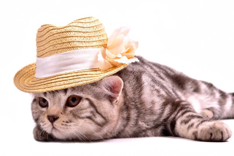 Scottish fold kitten wearing white straw hat isolated on white background. Scottish fold kitten wearing white straw hat isolated on white background