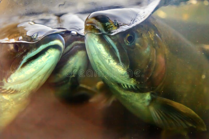 149 Fishing Salmon Eggs Stock Photos - Free & Royalty-Free Stock