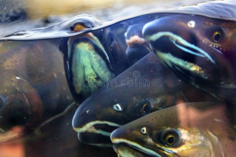 Fear Salmon Oncorhynchus tshawytscha Issaquah Hatchery Washington. Salmon swim up the Issaquah creek from the sea and are caught in the Hatchery. In the Hatchery, they will be killed for their eggs and sperm, which will be used to create more salmon. The salmon appear to know their fate. Most salmon caught were originally born in the Issaquah hatchery. Fear Salmon Oncorhynchus tshawytscha Issaquah Hatchery Washington. Salmon swim up the Issaquah creek from the sea and are caught in the Hatchery. In the Hatchery, they will be killed for their eggs and sperm, which will be used to create more salmon. The salmon appear to know their fate. Most salmon caught were originally born in the Issaquah hatchery.