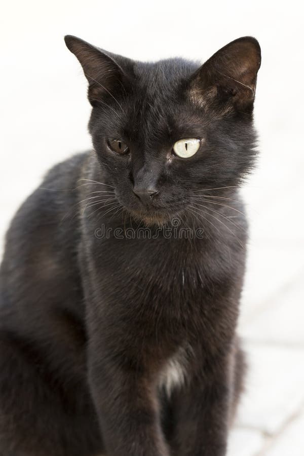 Fearless black cat with defferent colors eyes staring hard at something. Fearless black cat with defferent colors eyes staring hard at something.