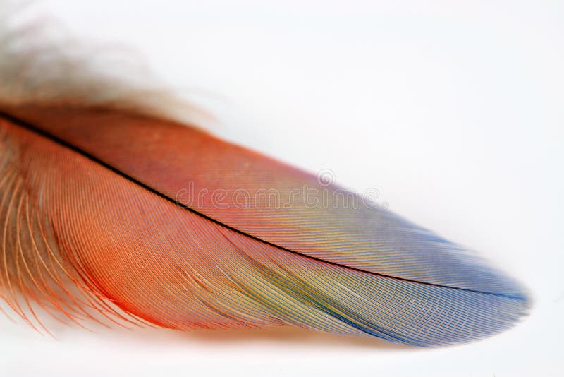 Feather