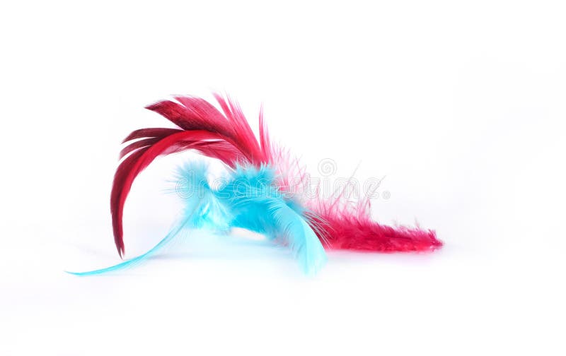 Feather royalty free stock images