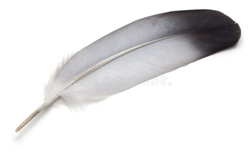 Feather