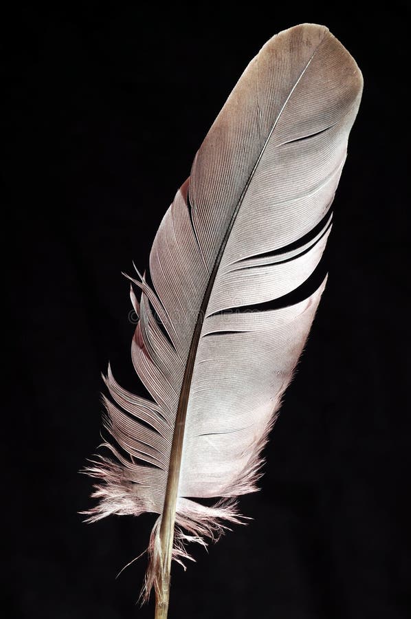 Feather