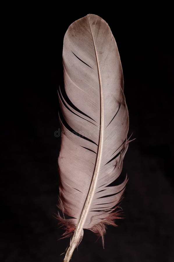 Feather