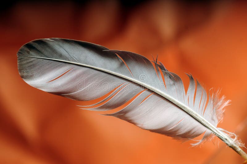 Feather