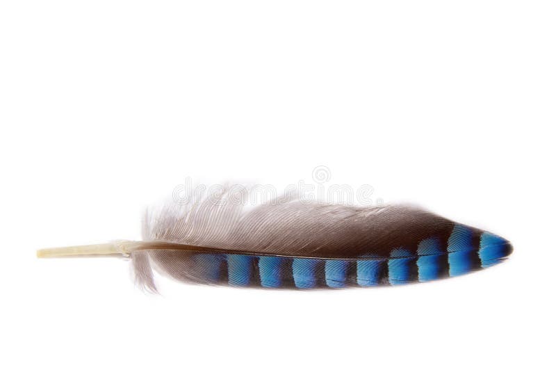 Feather royalty free stock photos