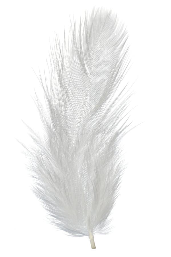 602,297 White Feather Stock Photos - Free & Royalty-Free Stock Photos from  Dreamstime