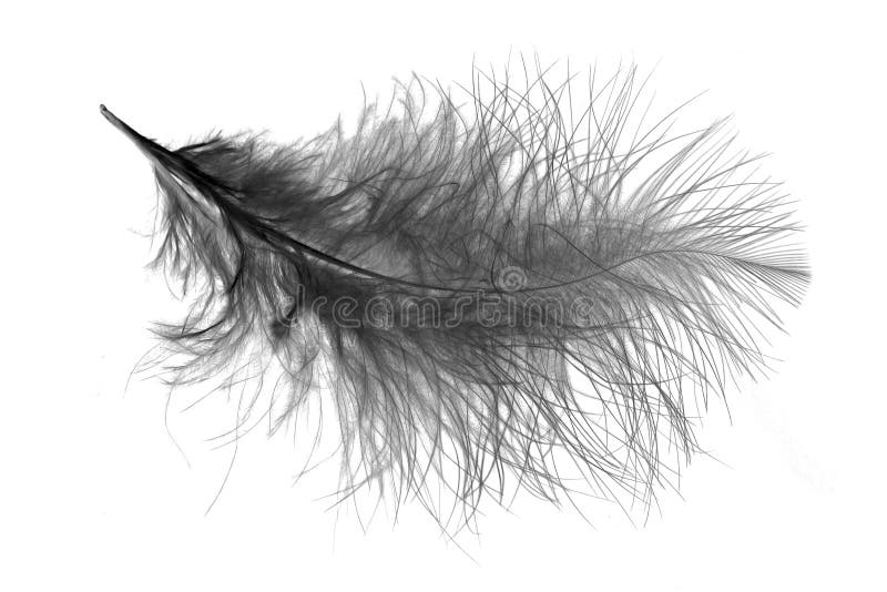 Feather