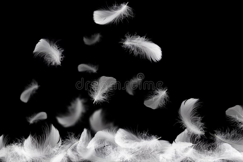 602,297 White Feather Stock Photos - Free & Royalty-Free Stock Photos from  Dreamstime