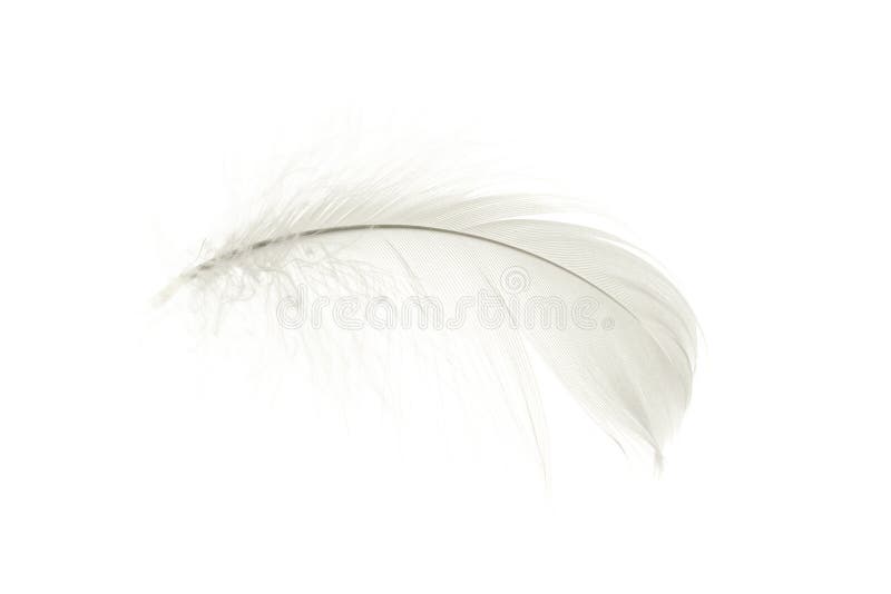 Angelic White Feather - Nature Photography
