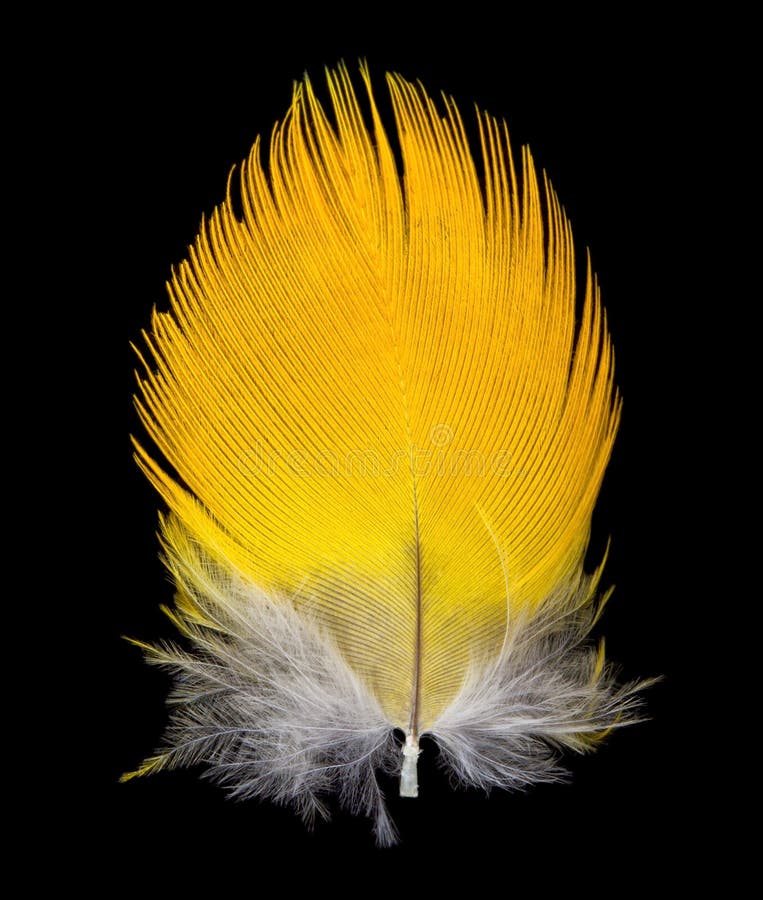 Feather On Black Background Stock Photo - Image of black, grace: 22353324
