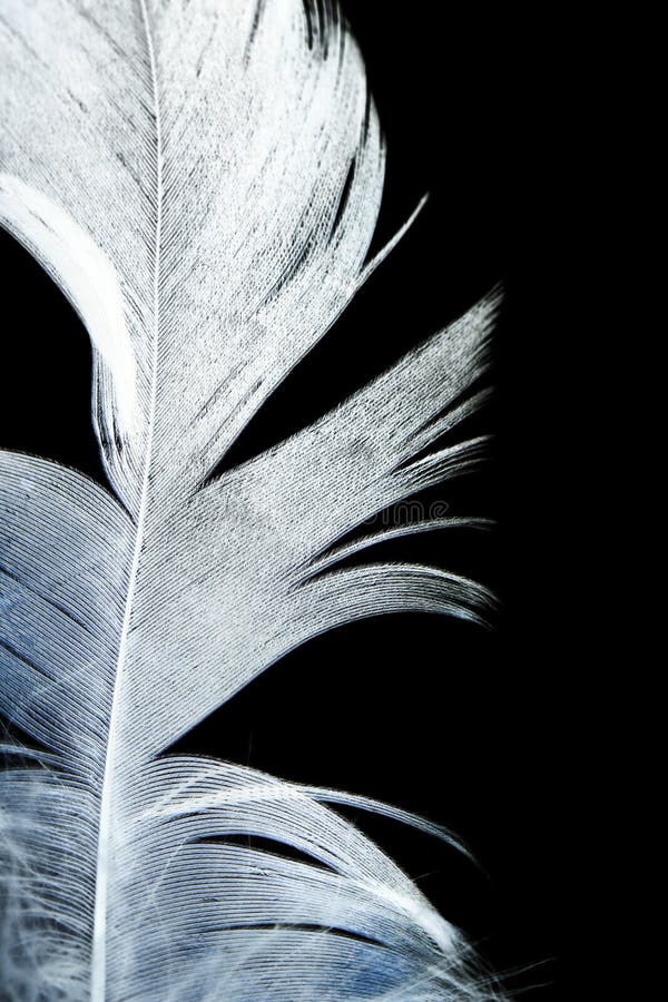 White Feather on Black Background Stock Image Image of bird, grace