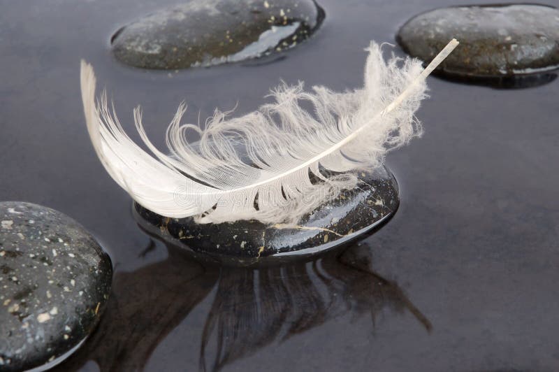 Feather on black water