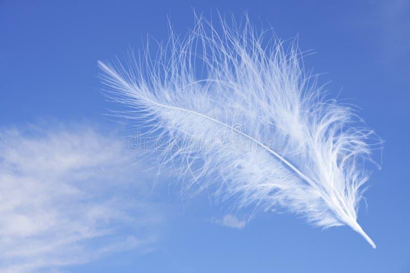 Feather on the blue sky