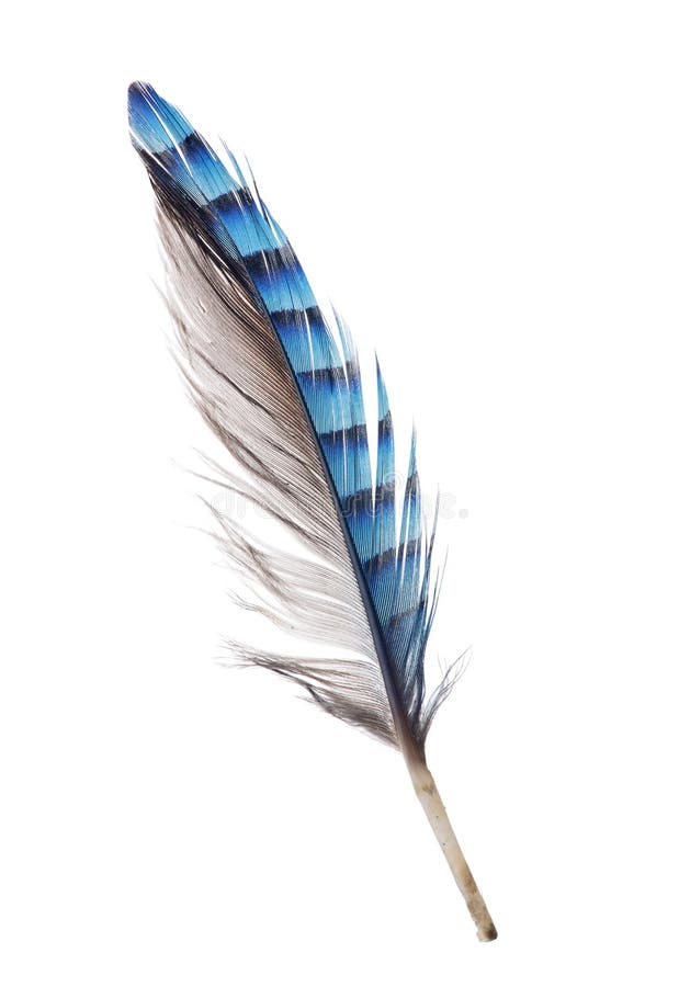 Feather with Blue Striped and Grey Sides Stock Photo - Image of animal ...