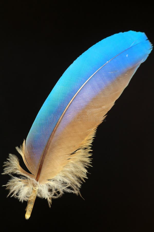 Yellow feather stock photo. Image of feather, background 9565274
