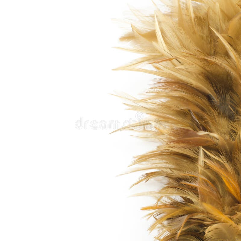 Feather broom isolated on white