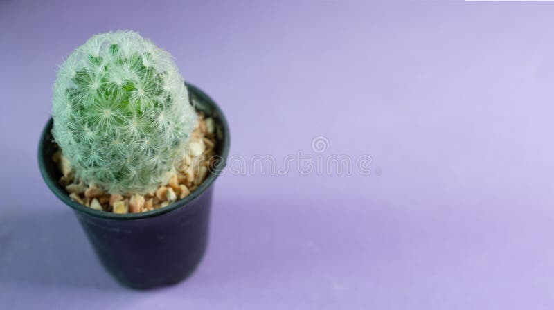 Feather cactus on black potted with copy space stock images