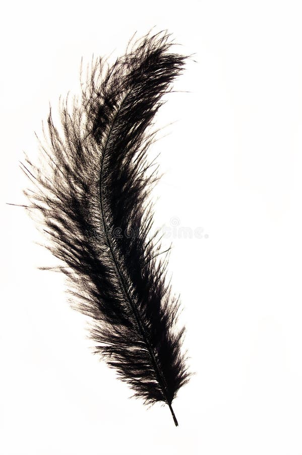 Download Feather Curve Royalty Free Stock Photos - Image: 6143528