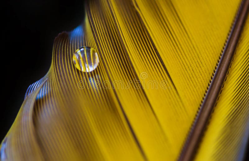 Feather and drop of water close-up