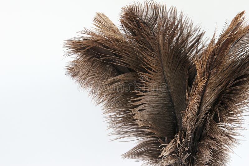 Feather Duster Close-up on a White Background Stock Photo - Image of