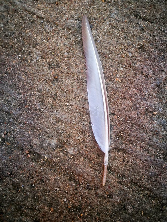 Feather on floor stock photo. Image of chicken, background - 113872340