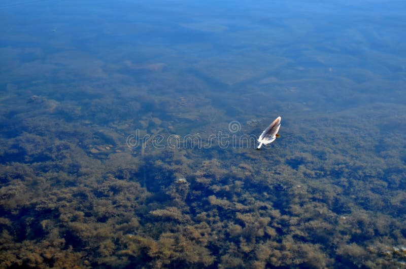 Piume di uccelli selvatici sulla superficie dell'acqua.