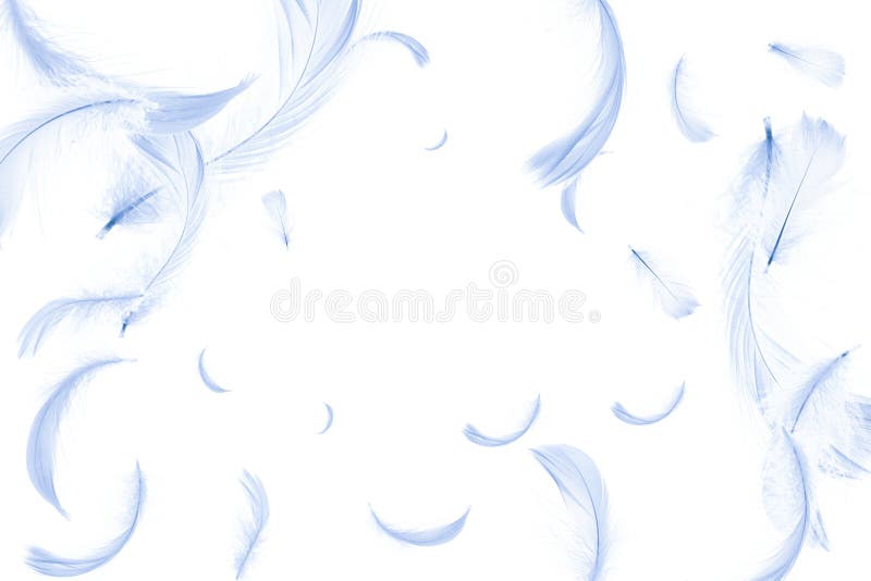 Feather Fly. Nature Abstract Bird Feather Texture Closeup Isolated on