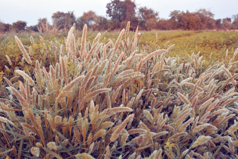 Feather Grass or Needle Grass Stock Image - Image of woods, mountain ...