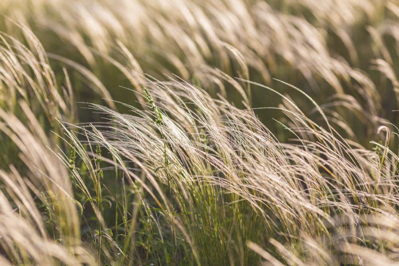 Feather Grass