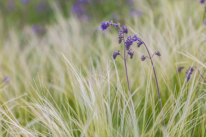 Feather Grass