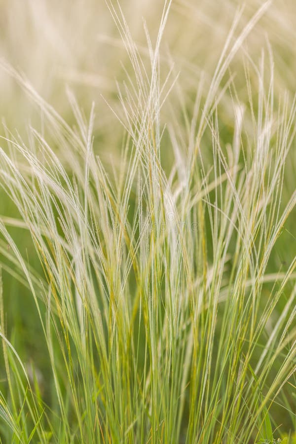 Feather Grass