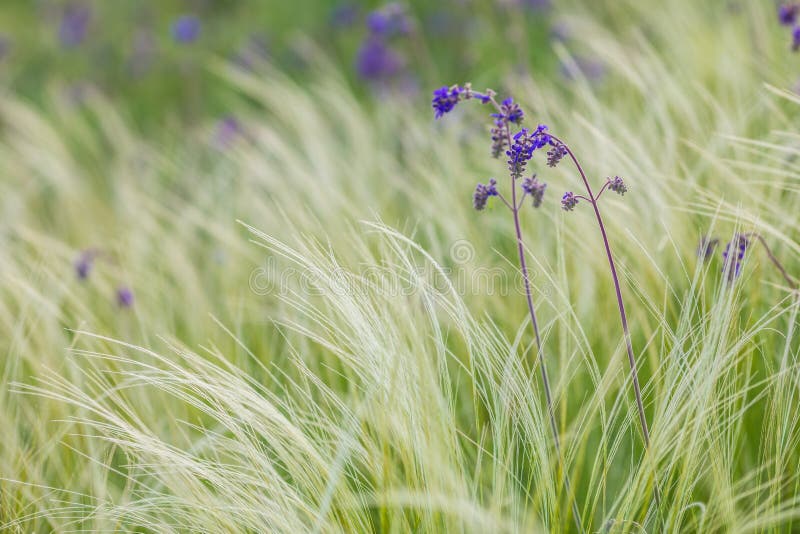 Feather Grass